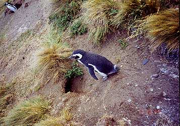 Magellan penguins at the doors of their underground homes.