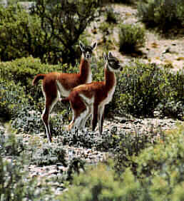 guanacos