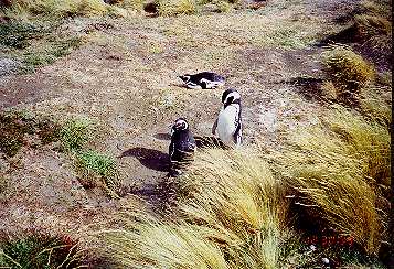 Magellan penguins
